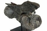 Diplodocus Caudal Vertebra With Metal Stand - Colorado #77918-3